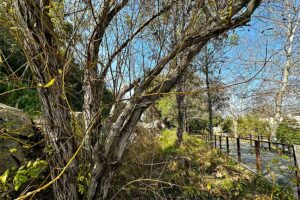 Santa Catalina Ironwood tree, endemic to Catalina Island, located at the Zoo's front entry.