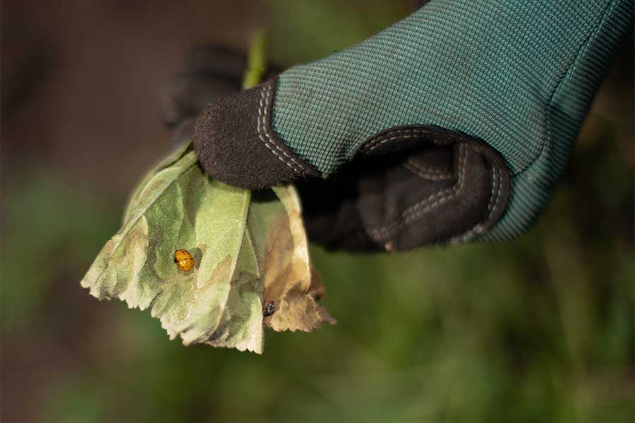 Worker find a lady bug in the Pollinator Garden