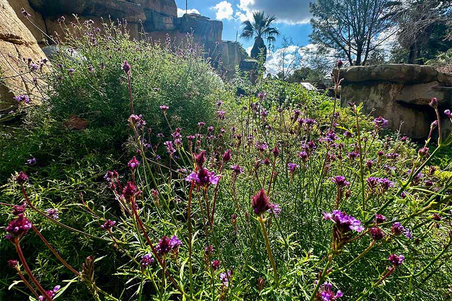 Purple Prairie Dog plants in the Pollinator Garden.