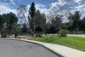 Turf area before removal.