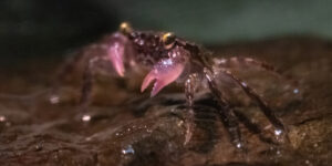 a tiny crab hatchling in water