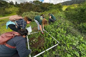 L.A. Zoo Conservation Committee Volunteers measure invasive plant removal plot.