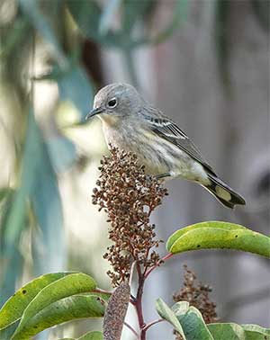 Yellow Rumped Warbler, siting on a laurel sumac branch, is a native habitat pollinator