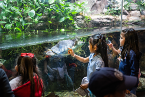 Zoo Pals kids observe a tortoise.