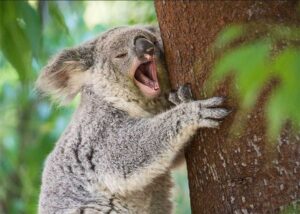 Koala bear yawning.