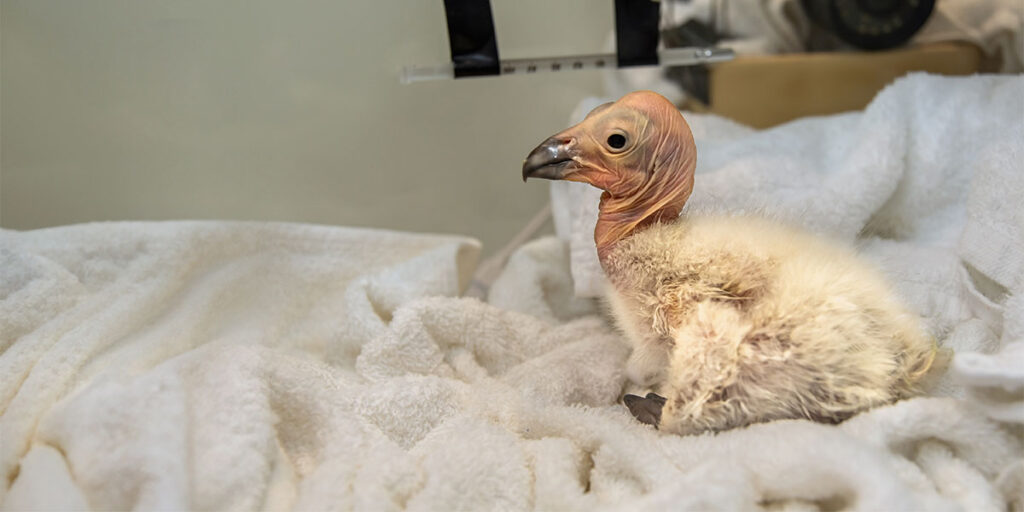 Condor Hatchling at the L.A. Zoo