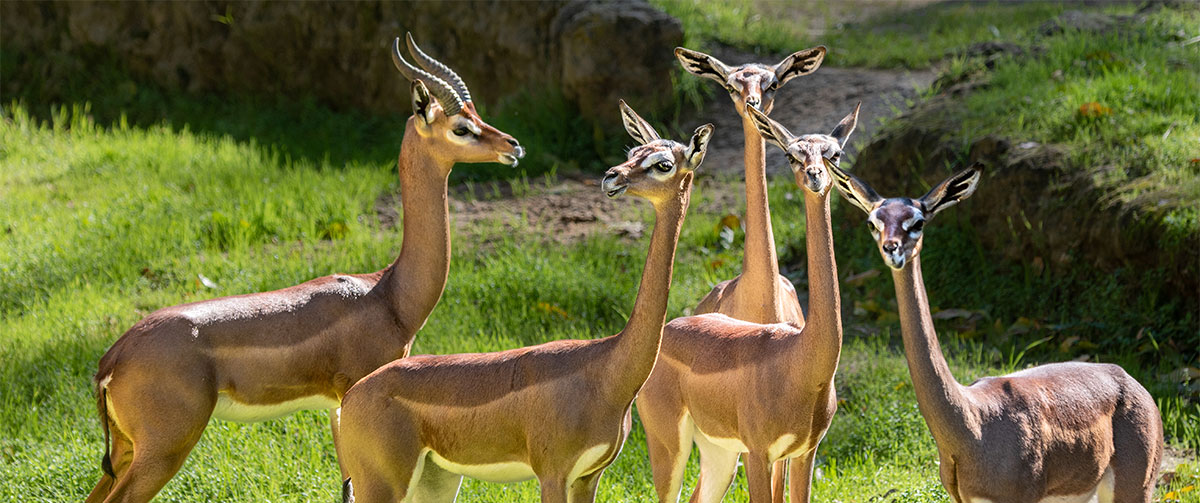 Gerenuk Group at the L.A. Zoo