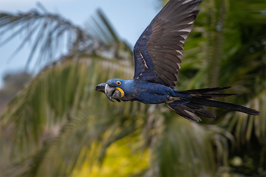 Hyacinth Macaw in flight at the Birdshow.