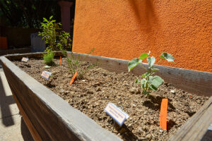 Native plants at Project Pollinator HQ.