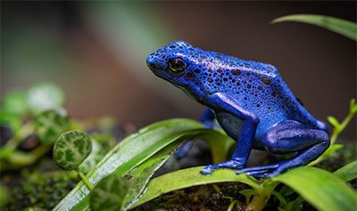 Poison Dart frog