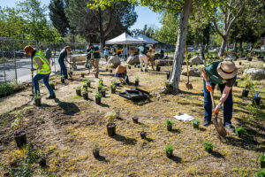 Volunteers from L.A. Zoo and Theodore Payne Foundation install California Native Gateway Garden