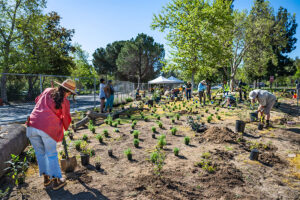 Volunteers from L.A. Zoo and Theodore Payne Foundation install California Native Gateway Garden