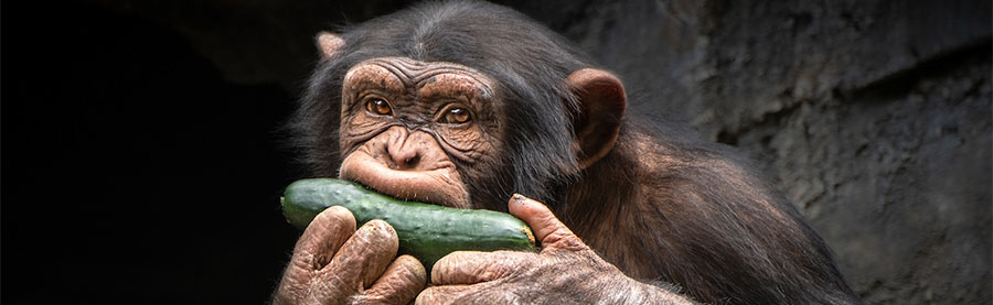 Chimp eating cucumber - Membership