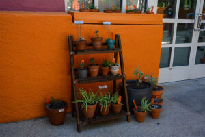 Native plants in a variety of pots at Project Pollinator HQ.