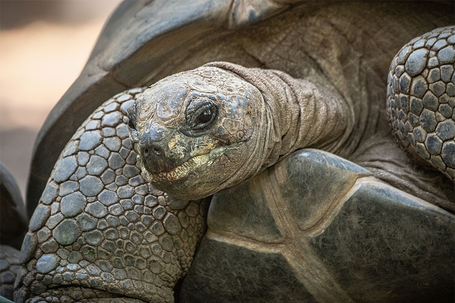 Explore the Aldabara Tortoise