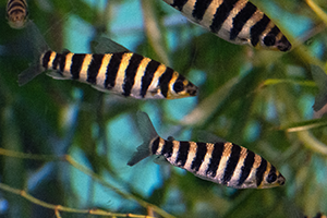 A group of small, black and white-striped fish float among green plants.