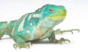 green iguana with white bands against a white background