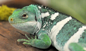 side view of a green iguana with white bands 