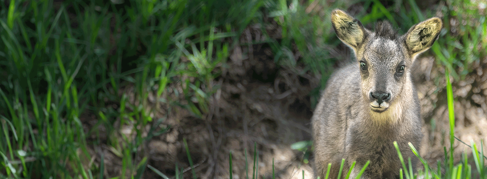 Los Angeles Zoo and Botanical Gardens