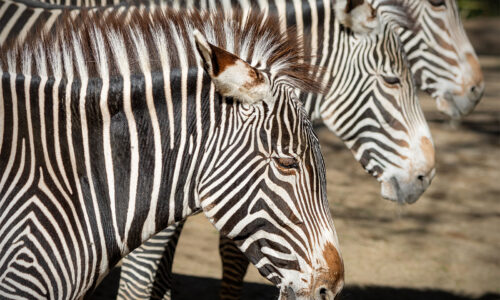 Three Grevy’s zebras stand side by side in profile.