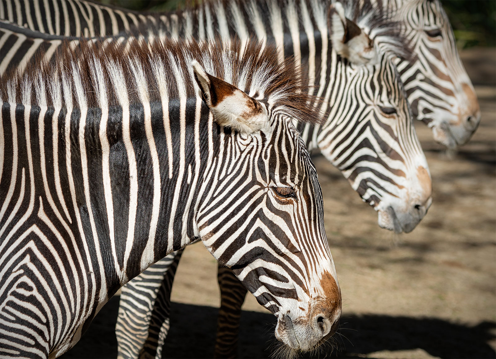 Three Grevy’s zebras stand side by side in profile.