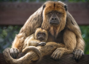 Female black howler monkey with infant