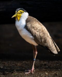 masked lapwing standing against a black background