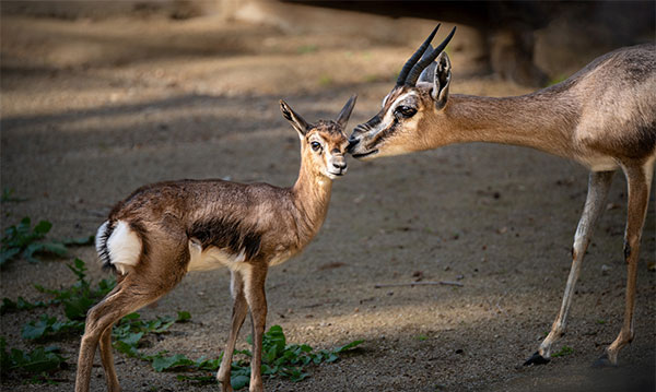 Spekes gazelle mom kisses her offspring
