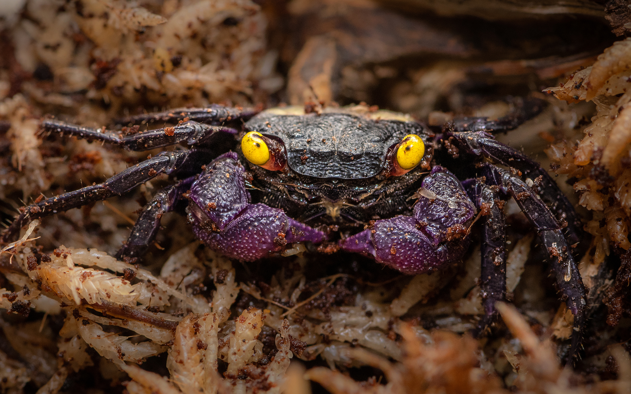 A small reddish crab with bright yellow eyes