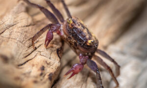 A small reddish crab with bright yellow eyes