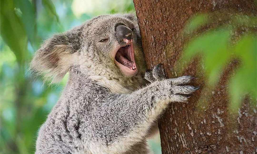 Koala bear yawning at Member Appreciation Morning