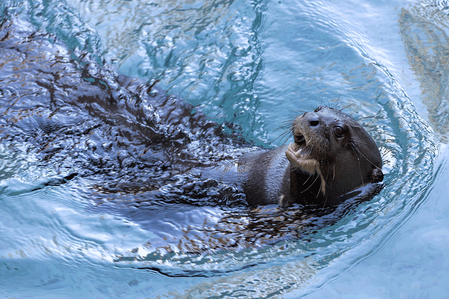 Giant River Otter swimming