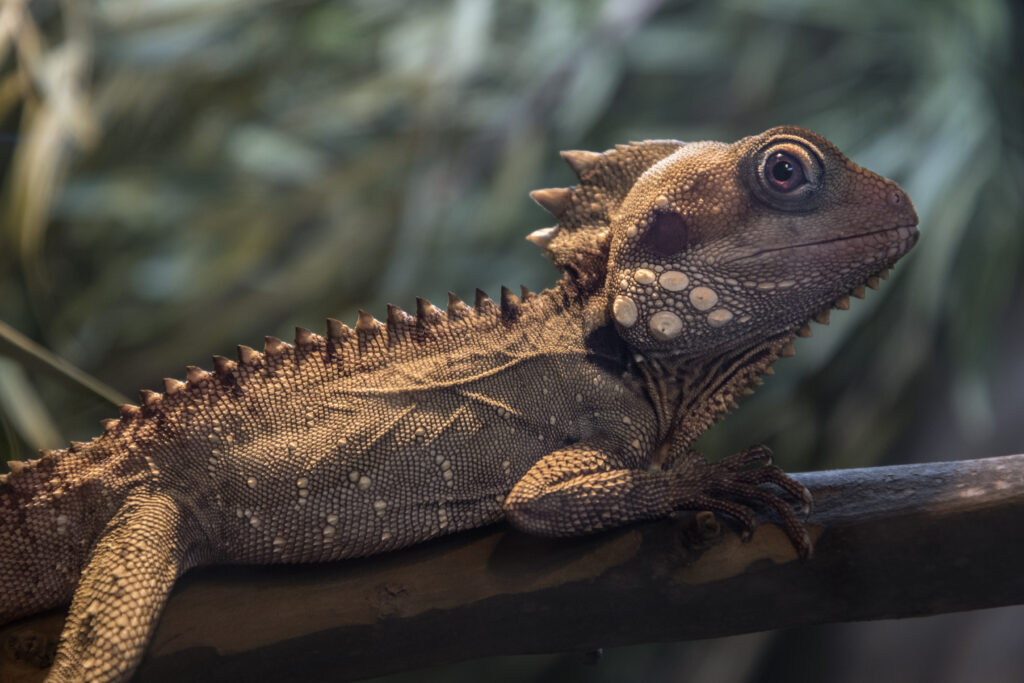 A cartoonish, brown lizard with a large head and spines along its back straddles a tree branch.