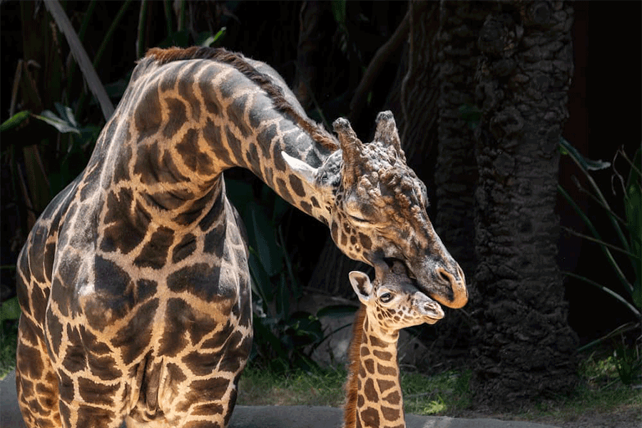Giraffe father nuzzles his offspring