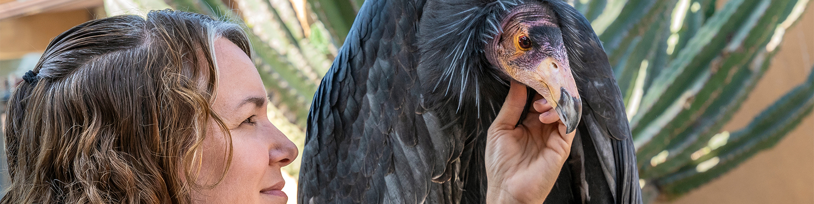 Zoo Keeper with a California Condor