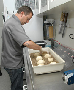 Ian Recchio nestles large, white eggs into a box with sand.