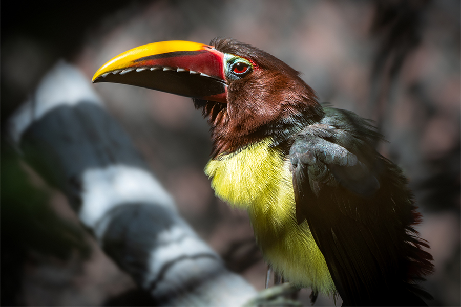 A multicolored, tropical toucan with a jagged beak appears to scowl begrudgingly as he looks into the distance.