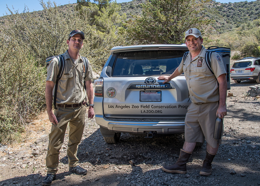 Recchio and keeper Greg Pontoppidian releasing Zoo-bred southern mountain yellow-legged frogs into their native habitat. Photo by Jamie Pham