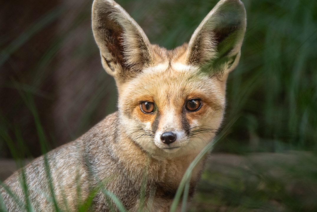 Small sand-colored fox with white markings and large ears.