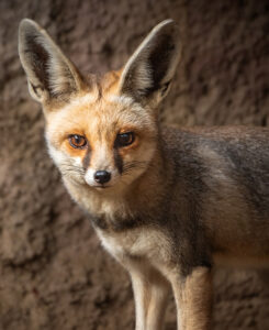 Beige-colored fox with white and gray markings.