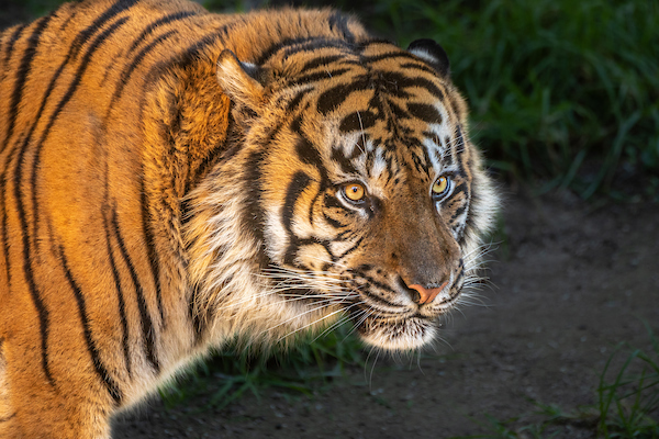 Male Tiger at the Zoo