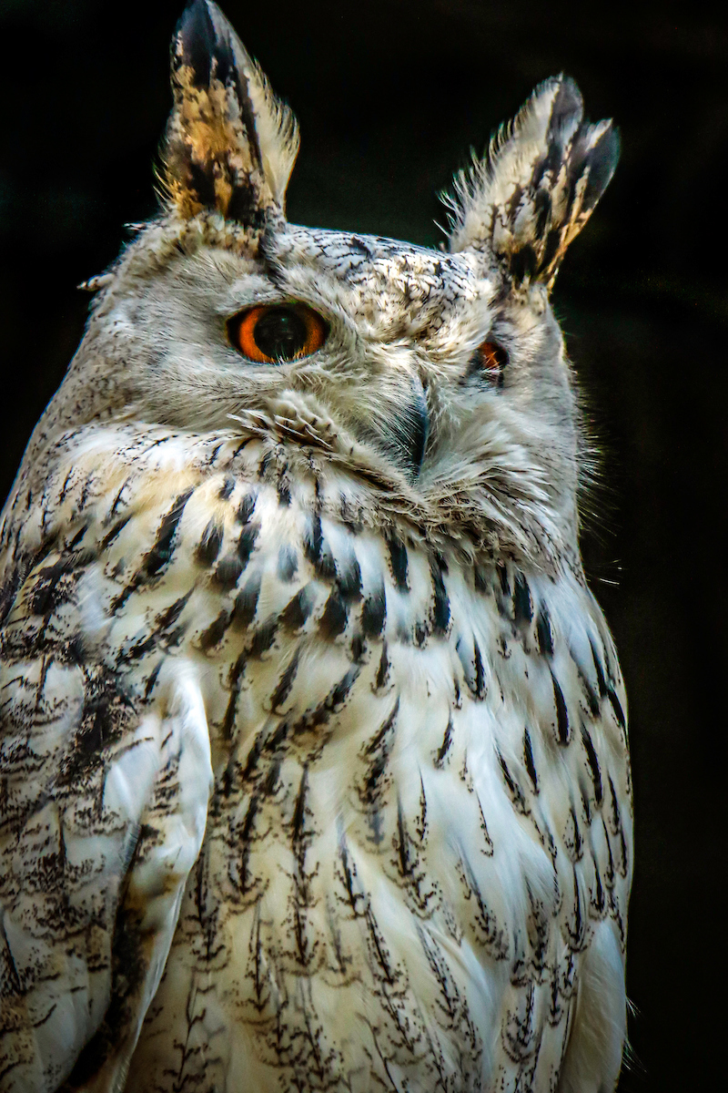 A close up of our Siberian eagle owl.