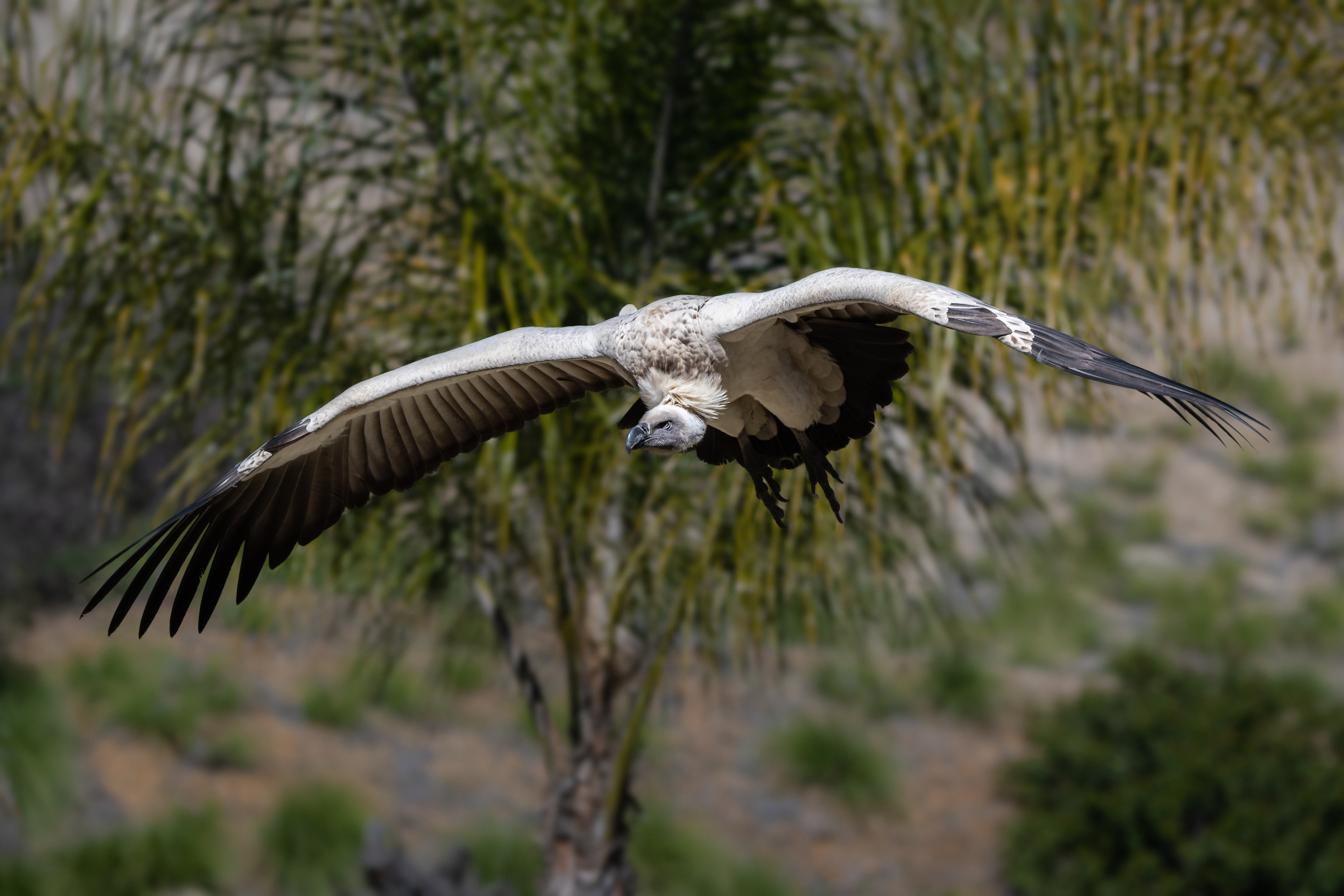 A cape vulture flying in the bird show.