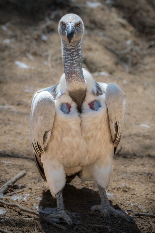 A cape vulture on the ground facing directly at the camera.