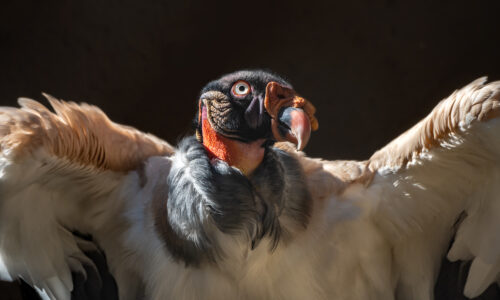 An enormous king vulture, with its cream- and taupe-colored wings and colorful bald head, presents to the camera.