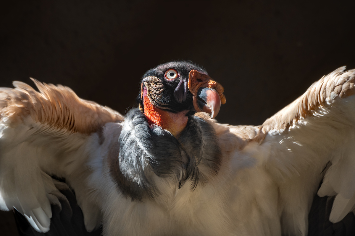 An enormous king vulture, with its cream- and taupe-colored wings and colorful bald head, presents to the camera.