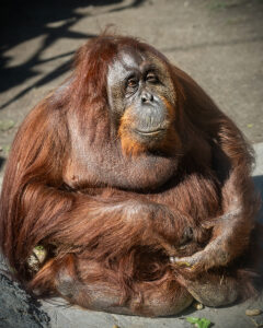 Female orangutan Eloise seated on the ground