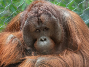 Male orangutan Isim closeup