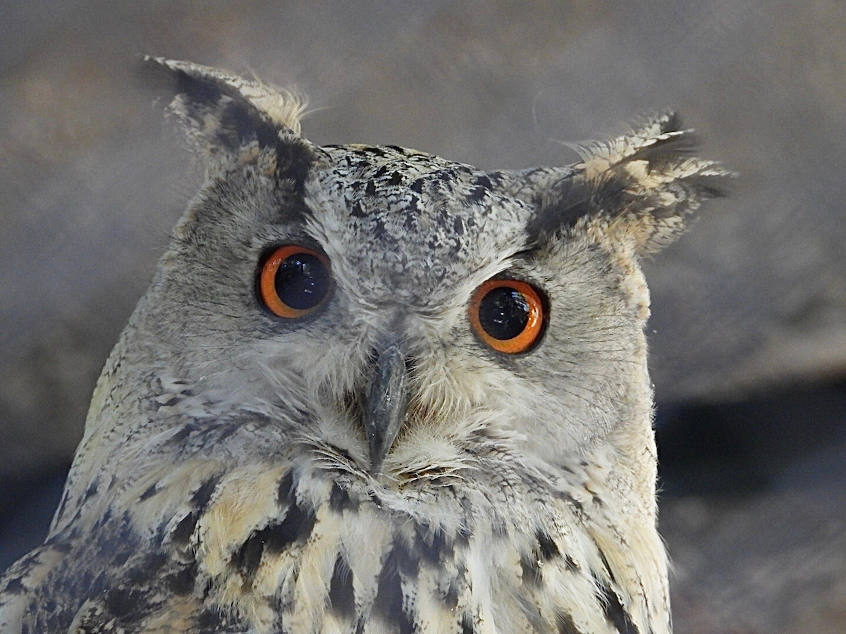 A close up of our Eurasian eagle Owl