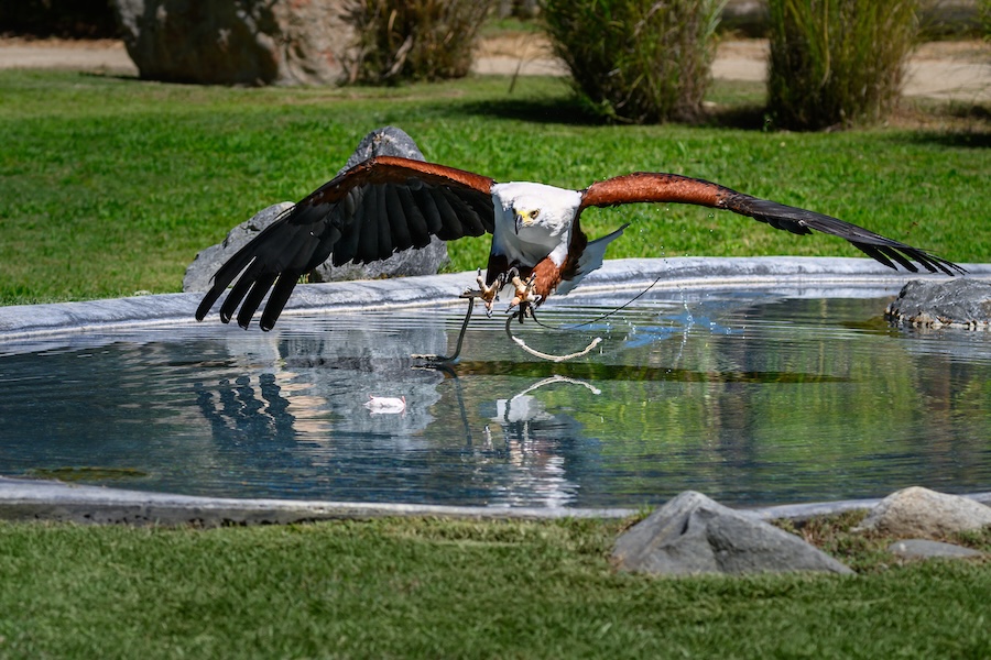 An African Fish Eagle swooping down to the water to snag a snack.